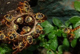 Jatai bees are the only species that have a soldier caste